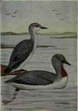 Red Throated Loon