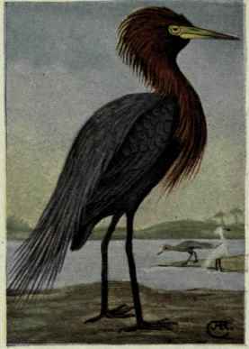 Reddish Egret
