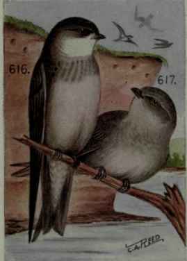 Rough Winged Swallow