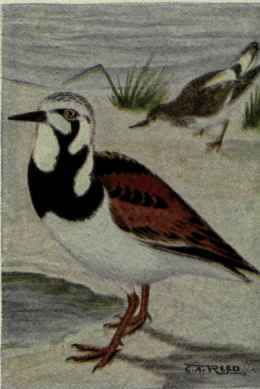 Ruddy Turnstone