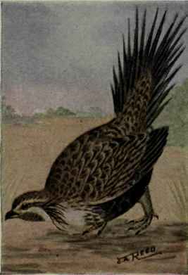 Sage Grouse