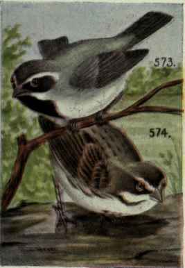 Sage Sparrow