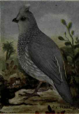 Scaled Partridge
