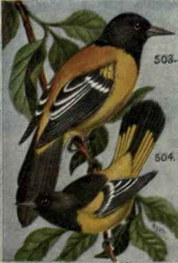 Scott Oriole