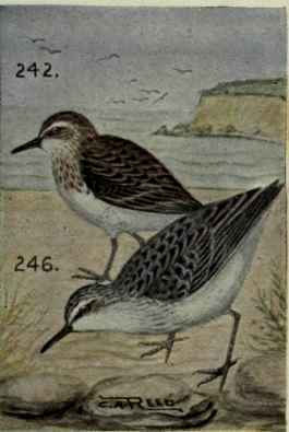 Semipalmated Sandpiper