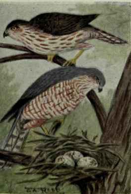 Sharp Shinned Hawk