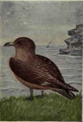 Skua