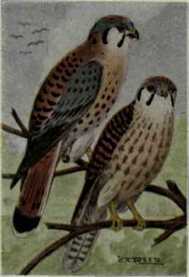 Sparrow Hawk