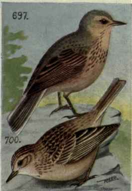 Sprague Pipit