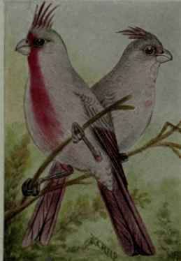 Texan Cardinal; Pyrrhuloxia