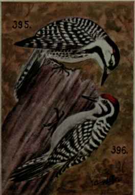 Texan Woodpecker