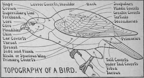 Topography of a Bird