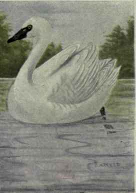 Trumpeter Swan