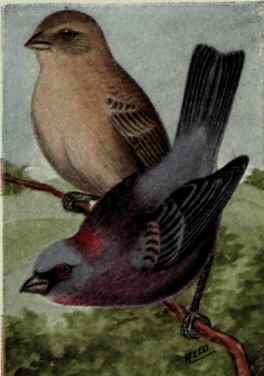 Varied Bunting