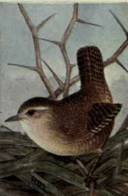 Winter Wren