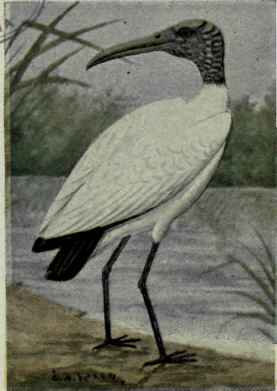 Wood Ibis