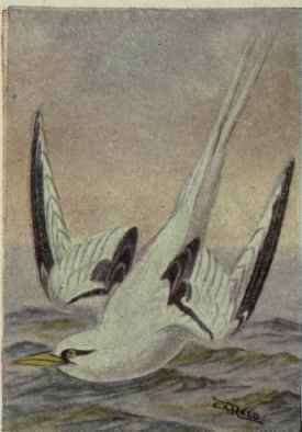 Yellow Billed Tropic Bird