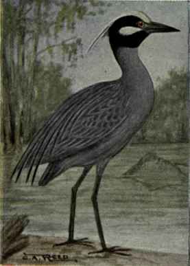 Yellow Crowned Night Heron
