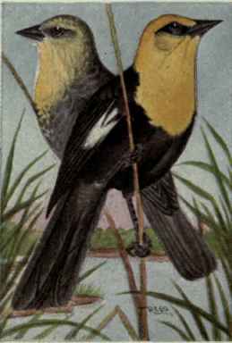 Yellow Headed Blackbird