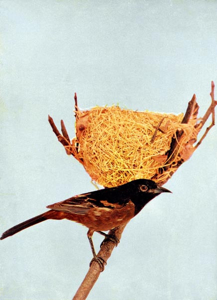 orchard oriole