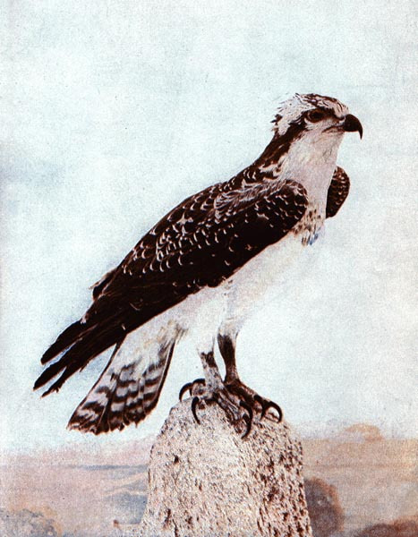 osprey