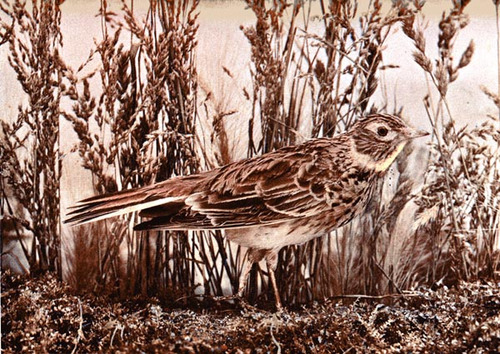sky lark