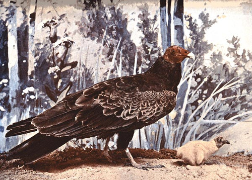 turkey vulture