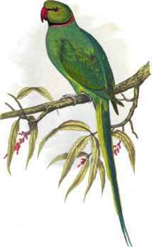 Ring-Necked or Bengal Parrakeet.