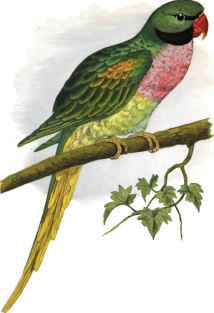 JAVAN PARAKEET.