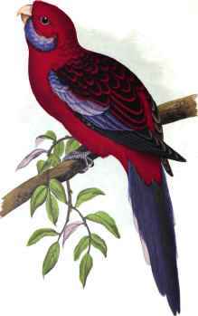 PENNANT'S PARRAKEET.