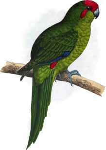 New Zealand Parrakeet.