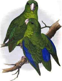 PASSERINE OR BLUE WINGED Parakeet.