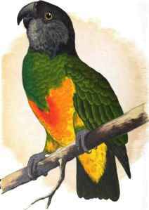 Senegal Parrot.