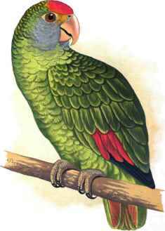 DUFRESENE'S AMAZON.