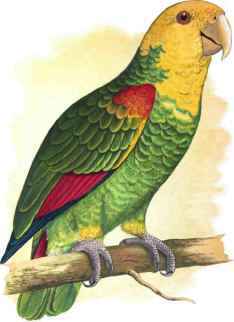 DOUBLE - FRONTED OR VAILLIANT AMAZON.