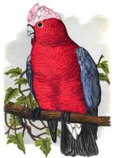 ROSE-BREASTED COCKATOO.