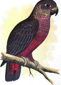 Dusky Or Violet Parrot