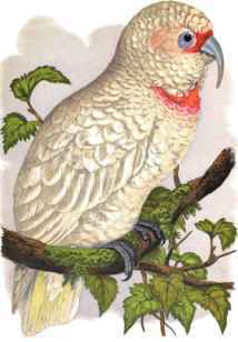 Slender- Billed Cockatoo.