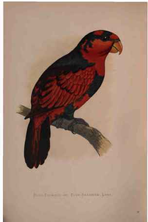 Blue-Breasted Lory.