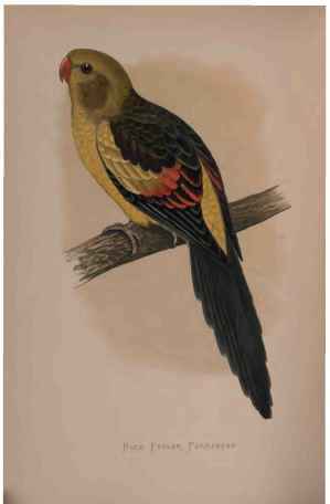 Rock Pepler, Or Black-Tailed Parrakeet.
