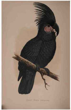Great Black Cockatoo Of New Guinea, Or Goliath Aratoo.