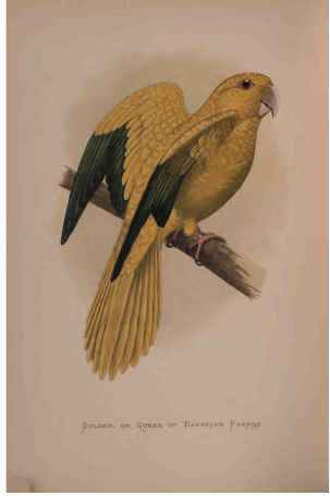 Golden, Or Queen Of Bavaria's Parrot