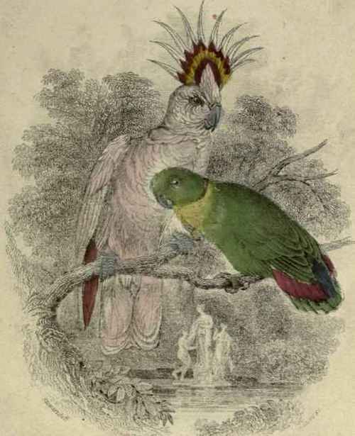 Parrots