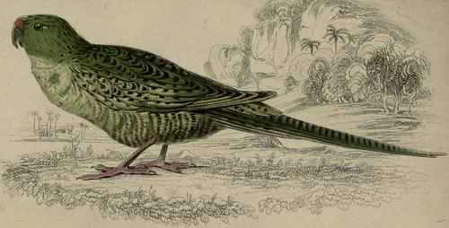 Pezoporus Formosus.