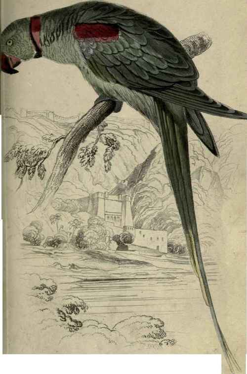 Plate 2. Palaeornis Alexandri.