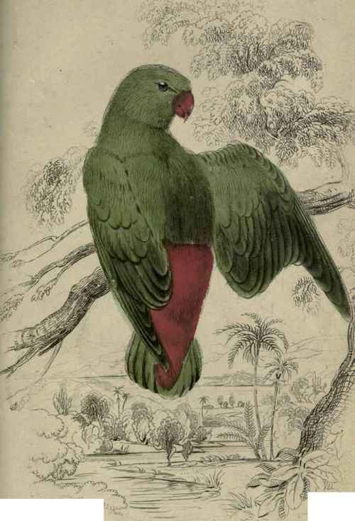 Plate 24. Psittaculus Galgulus.