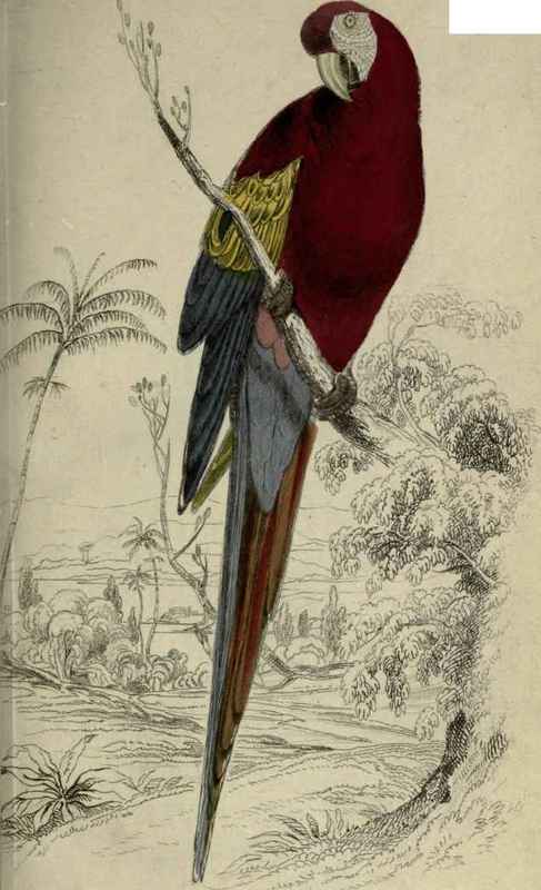 Plate 7. Macrocerus Aracanga.