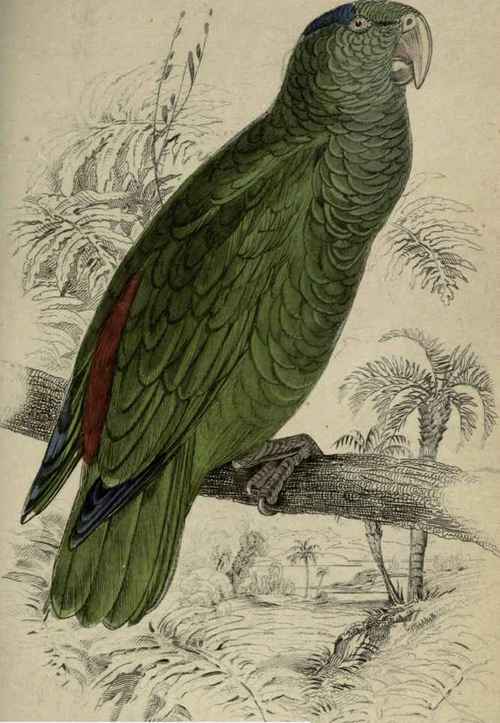 Plate IX. Psittacus Festivus Festive Parrot.
