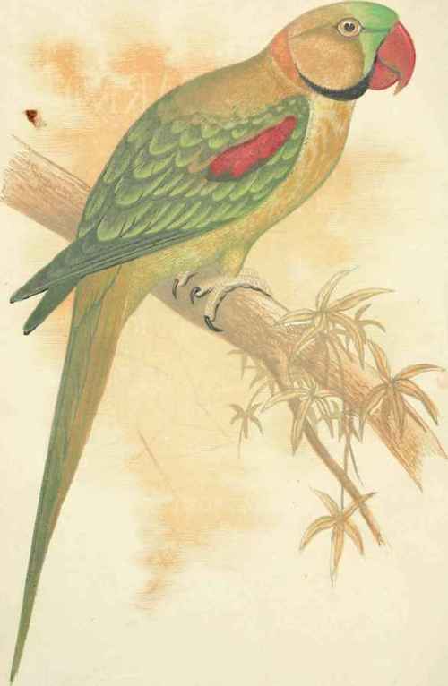 Alexandrine Parrakeet.