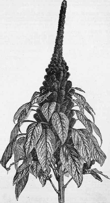 Amaranthus Hypochondriacus